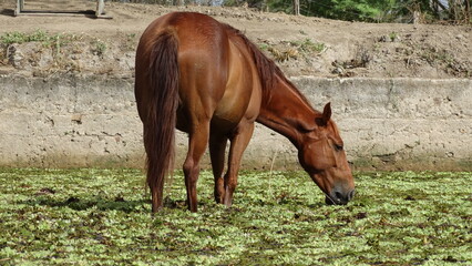 Fototapeta premium Cavalo