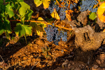 Vineyards of La Rioja with autumn colors, reds, oranges,