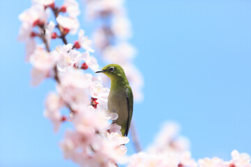 杏の花とメジロ