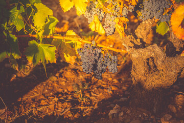 Vineyards of La Rioja with autumn colors, reds, oranges,