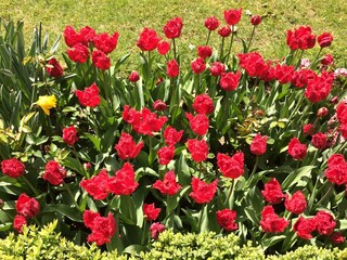 Obraz premium Flowers at Chateau Grand Bigard, Belgium