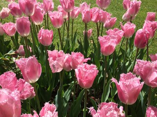 Obraz premium Flowers at Chateau Grand Bigard, Belgium