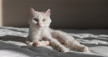 Fototapeta na wymiar A trimmed white cat lies on the bed at home. Grooming concept for cats
