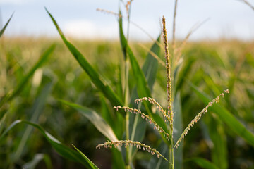 Flowers of corn plants in maize field, blue sky