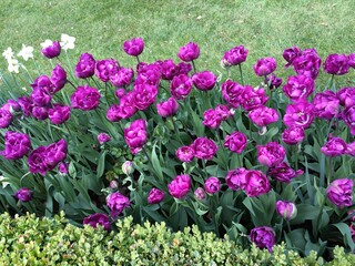 Fototapeta premium Flowers at Chateau Grand Bigard, Belgium