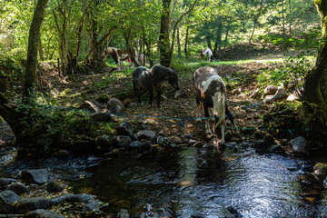 Auvergne 