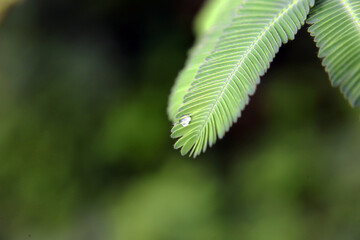 close up of fern leaves