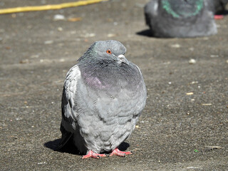 pigeon