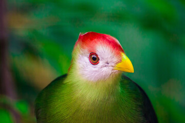 Zoo Wildnis Paradiesvogel bunt Vogel Close Up