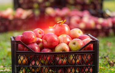 Apples in box stand in garden. Red and juicy fruit picked from trees. Farm orchard. Autumn sunny day. Agriculture.