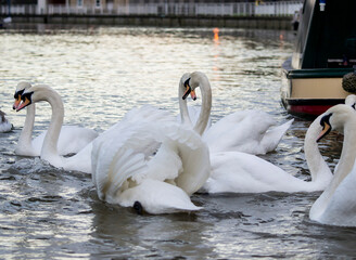 swans on the lake