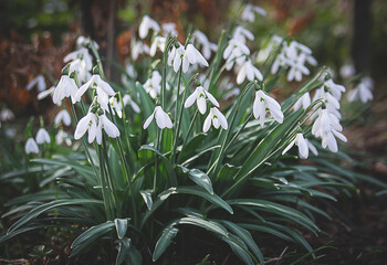 snowdrops in the forest