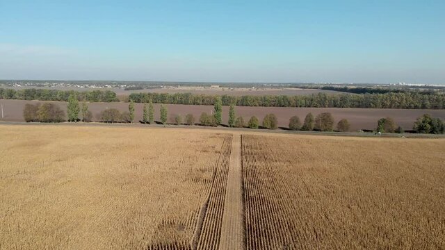 cornfield in the daytime