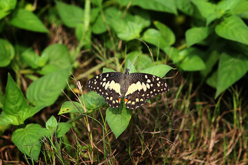 butterfly on leaf