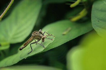 robber fly on leaf