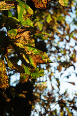 Autumn nut tree leaves on branch low angle shot shallow depth of field