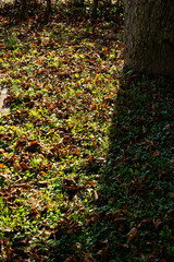 Green grass and colored autumn leaves on the ground in the evening sun next to tree trunk