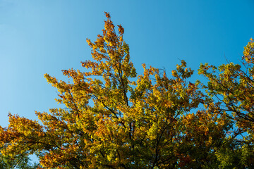 Fototapeta premium Autumn nut tree leaves on branch low angle shot shallow depth of field