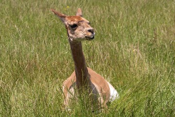 cute alpaca sitting in the sunshine chewing grass