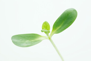 ヒマワリの双葉