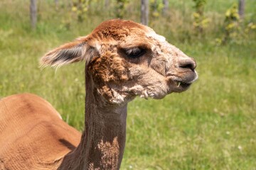 Obraz premium beautiful alpaca chewing on a blade of grass