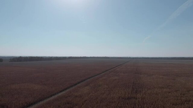 cornfield in the daytime