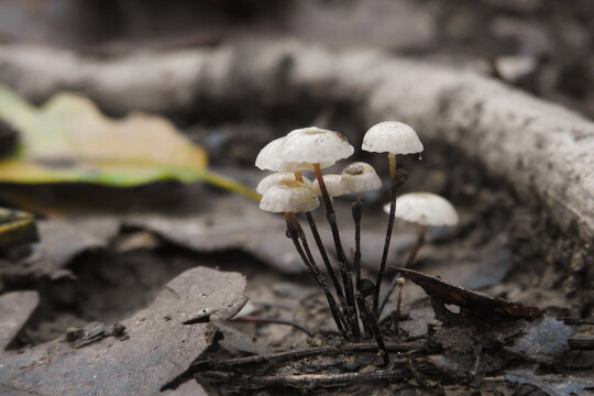 Funghi Marasmius rotula sulla lettiera di foglie