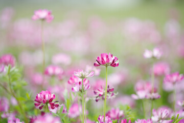 Fototapeta premium レンゲソウ