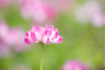 Fototapeta premium レンゲソウ