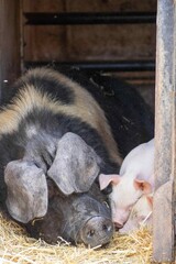 sow with her beautiful piglets © Penny