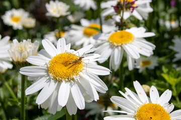 crane fly resting on a a daisy