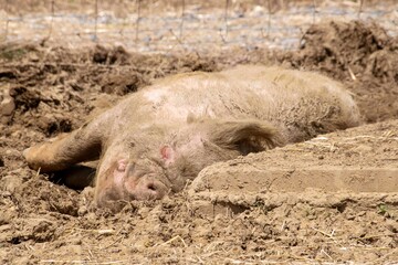 happy as a pig in muck