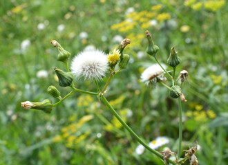 Yellow thistle (Sonchus asper) grows in nature.