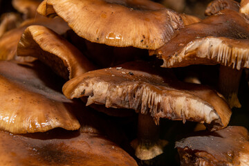 A closeup picture of a fungus in a forest. Dark background. Picture from Bokskogen, Malmo, southern Sweden