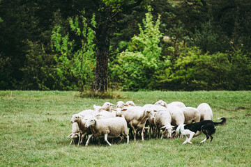 Troupeau de brebis dans un champ en campagne