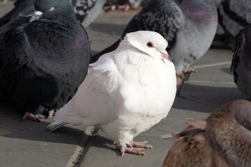 White pigeon among ordinary gray pigeons. not like everyone else. selective focus