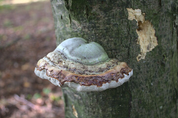 Zunderschwamm an einem Baum im Wald