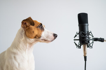 Jack Russell Terrier and professional microphone on a white background. Portrait of a dog giving an...