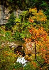 autumn in the forest