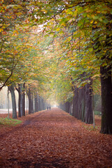 Autumn avenue in Vienna with colorful foliage, leaves on the ground and foggy background. Prater...