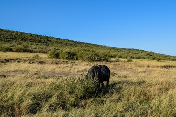 buffle with birds in the savannah