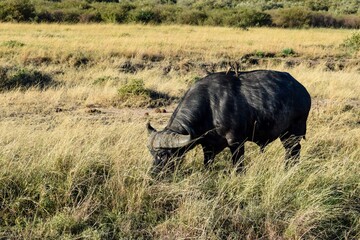 Obraz premium buffle with birds in the savannah