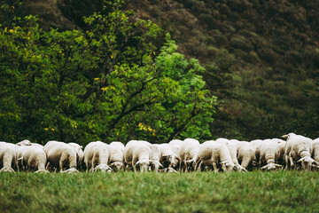 Troupeau de brebis dans un champ en campagne