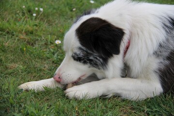 Naklejka na ściany i meble blue merle border collie dog, puppy, blue eyes, pink nose