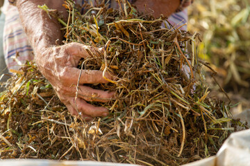 Homem do Campo - Lavoura - Lida - Sitio - Feijão - Fazenda - Debulhar