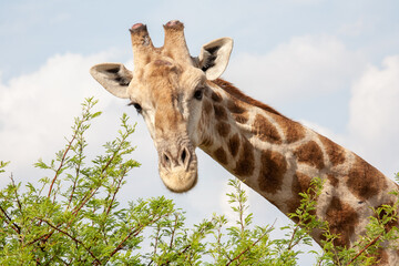 Giraffe looking straight on