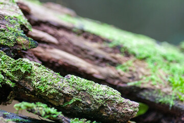 Macro - Planta - Galho - Mato - Sitio - Flor
