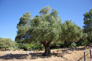 Acebuche (Olea europaea), olivo silvestre del Parque Natural Sierra de Grazalema, provincia de C&aacute;diz Andaluc&iacute;a Espa&ntilde;a