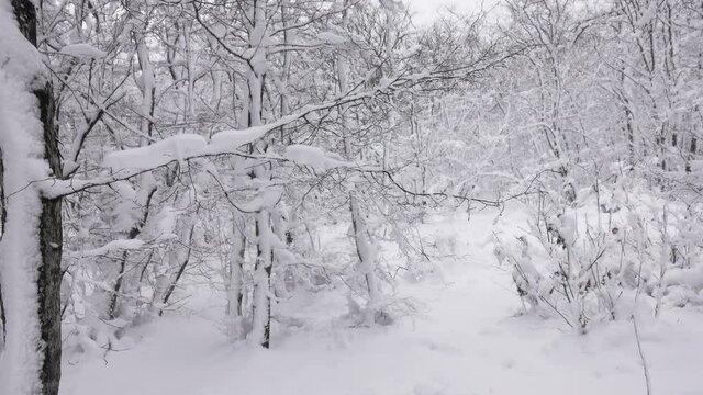 Beautiful landscape with snow covered branches in winter forest, panorama 4k