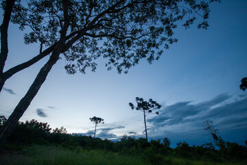 Araucaria - Sitio - Arvore - Ceu - Por do Sol - Nuvens